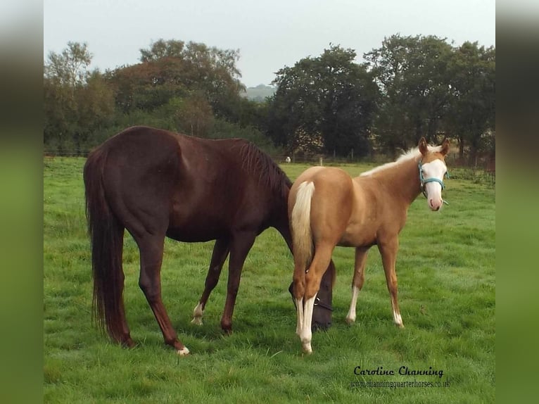 American Quarter Horse Klacz 13 lat 145 cm Ciemnokasztanowata in Brecon