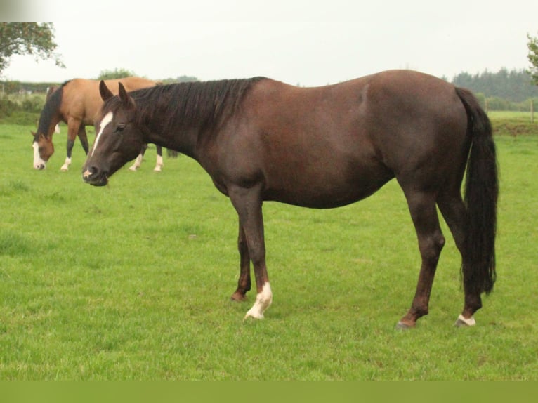 American Quarter Horse Klacz 13 lat 145 cm Ciemnokasztanowata in Brecon