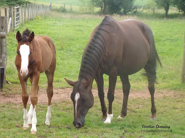 American Quarter Horse Klacz 13 lat 145 cm Ciemnokasztanowata in Brecon