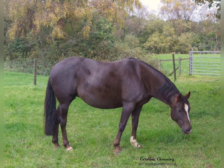 American Quarter Horse Klacz 13 lat 145 cm Ciemnokasztanowata in Brecon