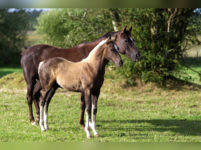 American Quarter Horse Klacz 13 lat 145 cm Ciemnokasztanowata in Brecon