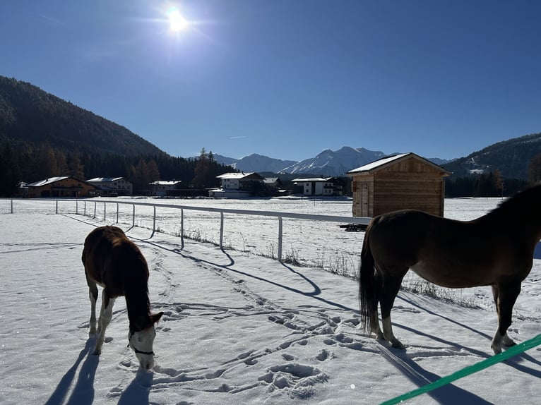 American Quarter Horse Klacz 13 lat 145 cm Ciemnokasztanowata in Innsbruck