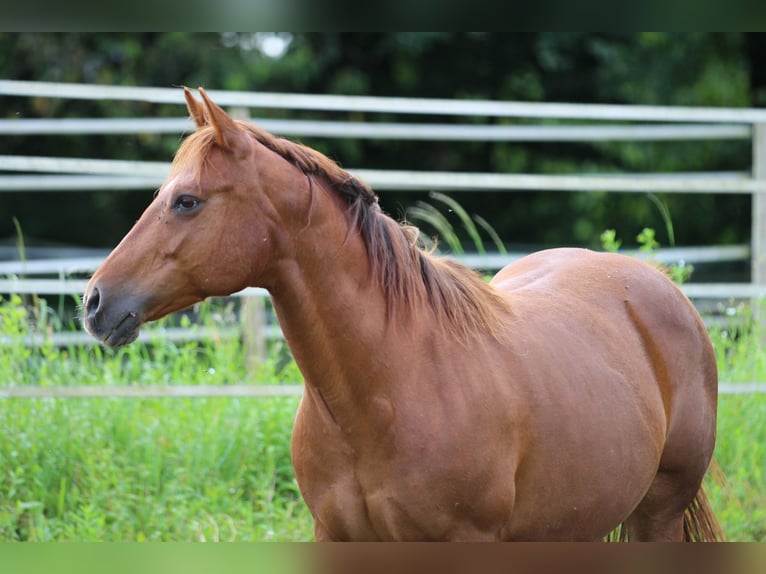 American Quarter Horse Klacz 13 lat 145 cm Kasztanowata in Waldshut-Tiengen