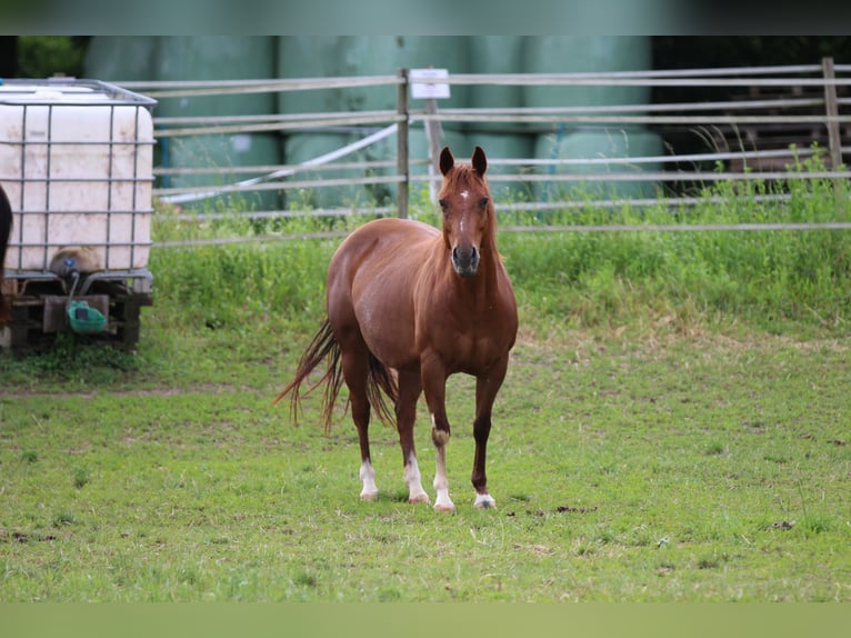 American Quarter Horse Klacz 13 lat 145 cm Kasztanowata in Waldshut-Tiengen