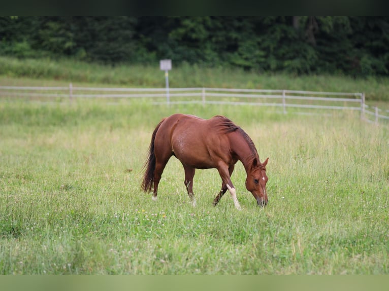 American Quarter Horse Klacz 13 lat 145 cm Kasztanowata in Waldshut-Tiengen