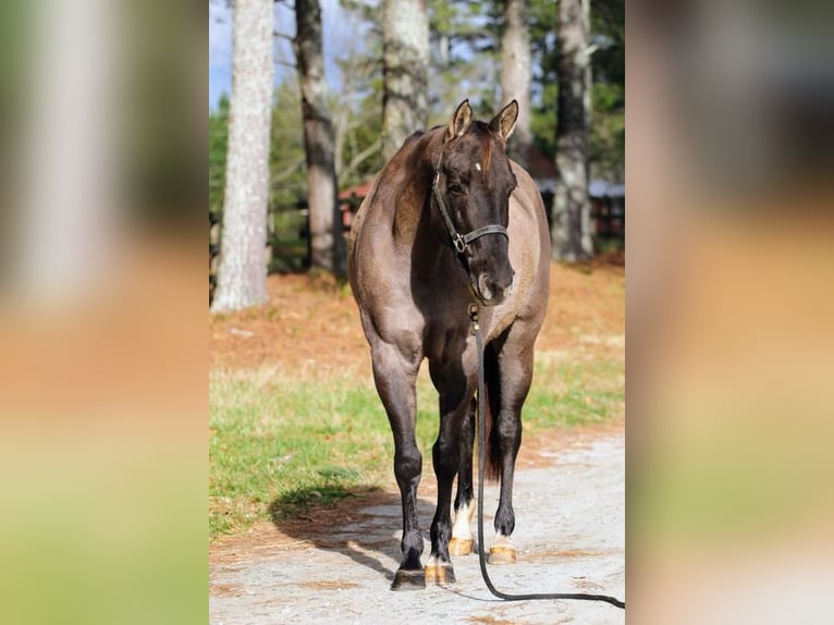 American Quarter Horse Klacz 13 lat 147 cm Grullo in Donalds, SC