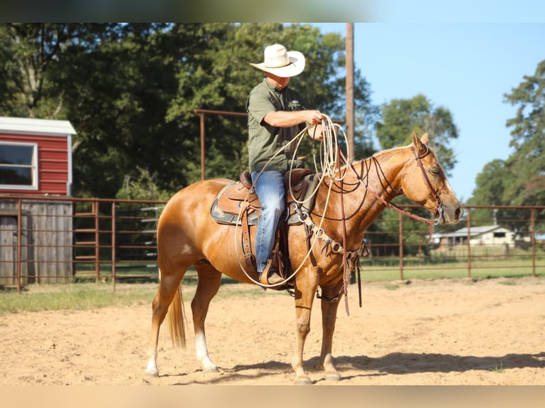 American Quarter Horse Klacz 13 lat 147 cm Izabelowata in Bloomburg, TX