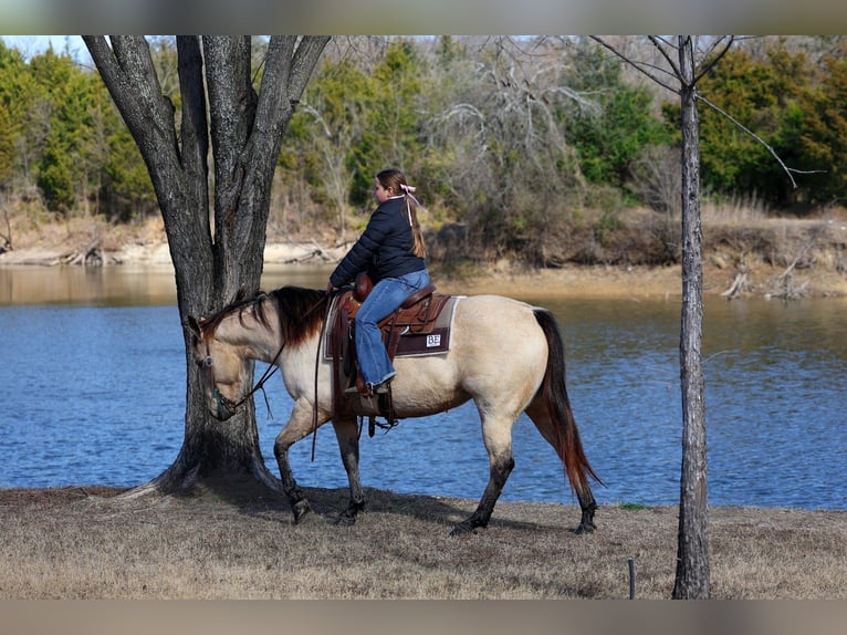 American Quarter Horse Klacz 13 lat 147 cm Jelenia in Forney