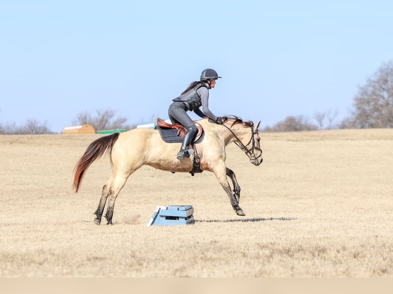 American Quarter Horse Klacz 13 lat 147 cm Jelenia in Forney