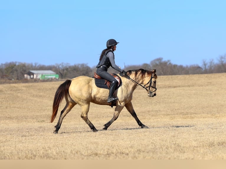 American Quarter Horse Klacz 13 lat 147 cm Jelenia in Forney