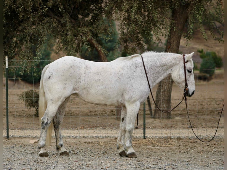 American Quarter Horse Klacz 13 lat 147 cm Siwa in Bitterwater CA