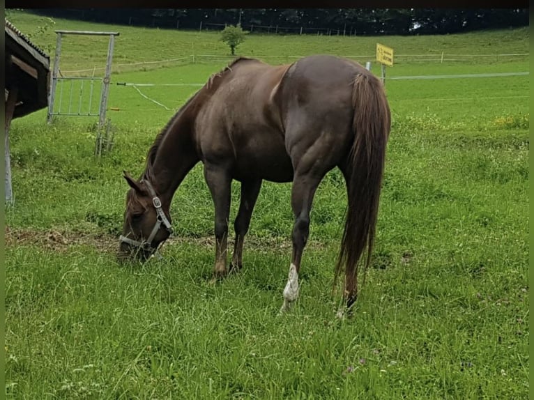 American Quarter Horse Klacz 13 lat 148 cm Ciemnokasztanowata in Ternberg