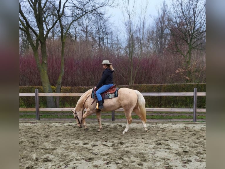 American Quarter Horse Klacz 13 lat 148 cm Izabelowata in Laarne
