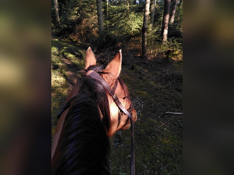 American Quarter Horse Klacz 13 lat 148 cm in Tiefenbach