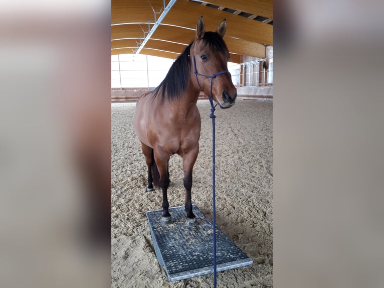 American Quarter Horse Klacz 13 lat 148 cm in Tiefenbach