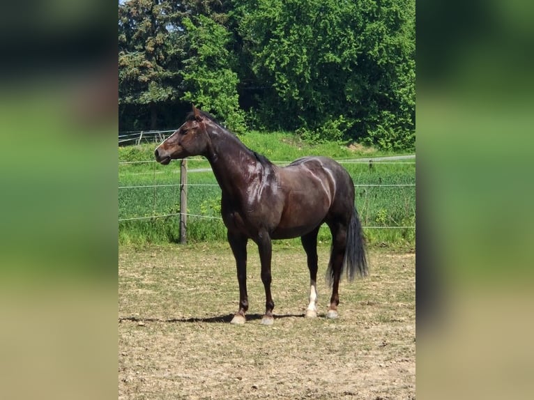 American Quarter Horse Klacz 13 lat 150 cm Ciemnokasztanowata in Einbeck