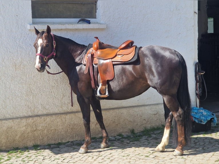 American Quarter Horse Klacz 13 lat 150 cm Ciemnokasztanowata in Einbeck