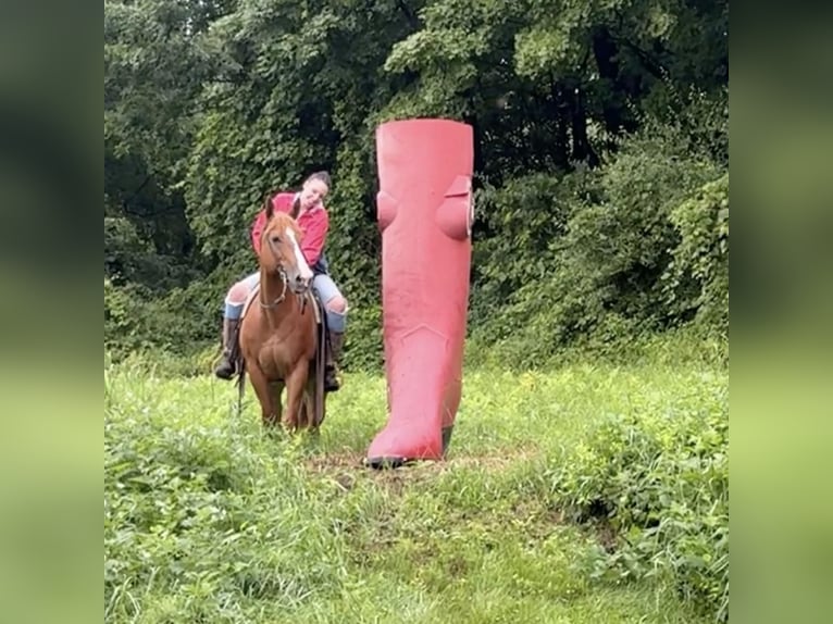 American Quarter Horse Klacz 13 lat 150 cm Ciemnokasztanowata in Granby, CT