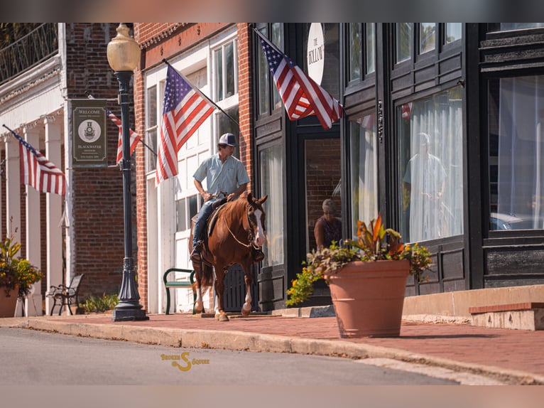American Quarter Horse Klacz 13 lat 150 cm Cisawa in Bogard American Quarter Horse Klacz 13 lat 150 cm Cisawa in Bogard