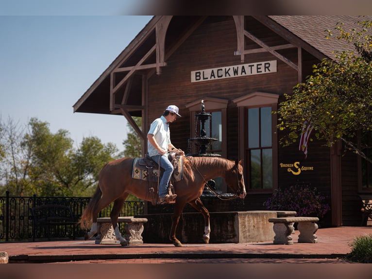 American Quarter Horse Klacz 13 lat 150 cm Cisawa in Bogard American Quarter Horse Klacz 13 lat 150 cm Cisawa in Bogard