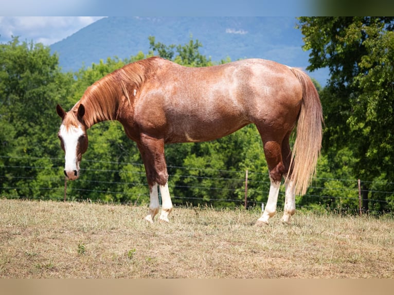 American Quarter Horse Klacz 13 lat 150 cm Cisawa in Chatsworth, GA