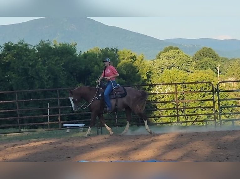 American Quarter Horse Klacz 13 lat 150 cm Cisawa in Chatsworth, GA