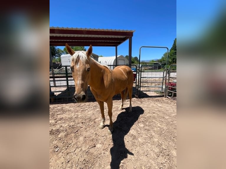 American Quarter Horse Klacz 13 lat 150 cm Izabelowata in Espanola