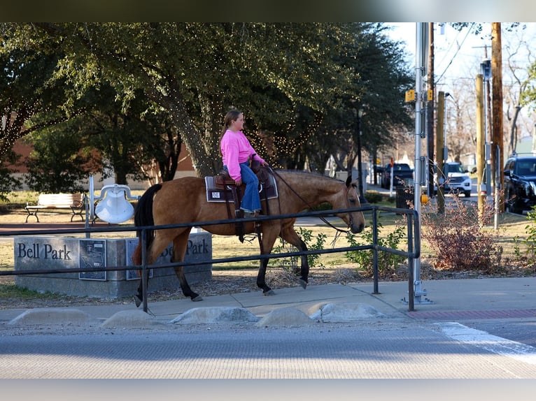 American Quarter Horse Klacz 13 lat 150 cm Jelenia in Forney, TX