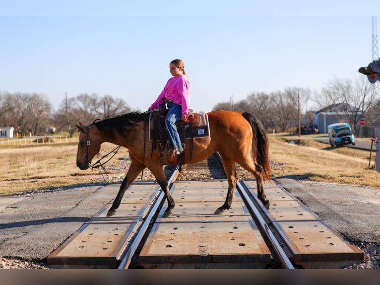American Quarter Horse Klacz 13 lat 150 cm Jelenia in Forney, TX