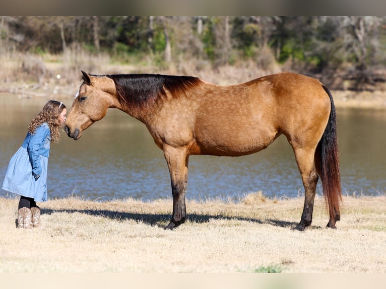 American Quarter Horse Klacz 13 lat 150 cm Jelenia in Forney, TX