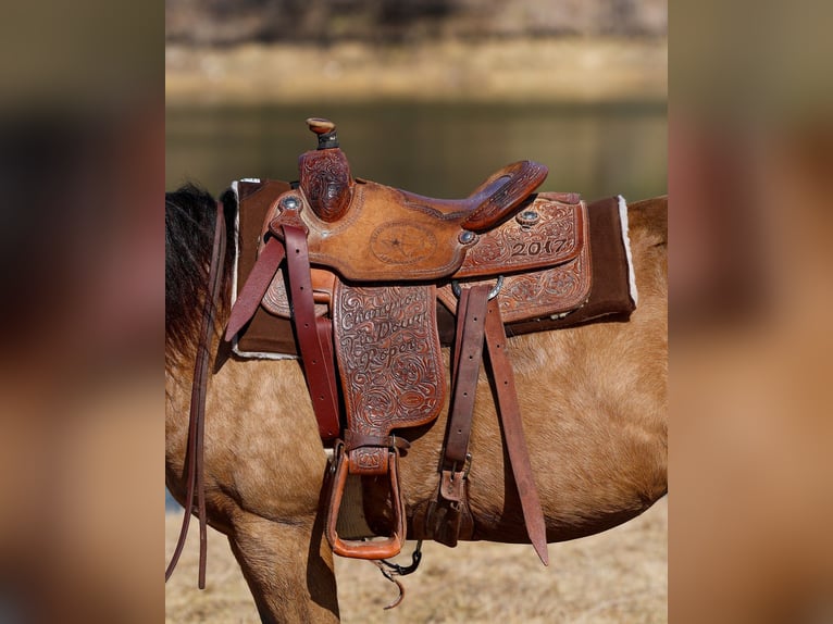 American Quarter Horse Klacz 13 lat 150 cm Jelenia in Forney, TX