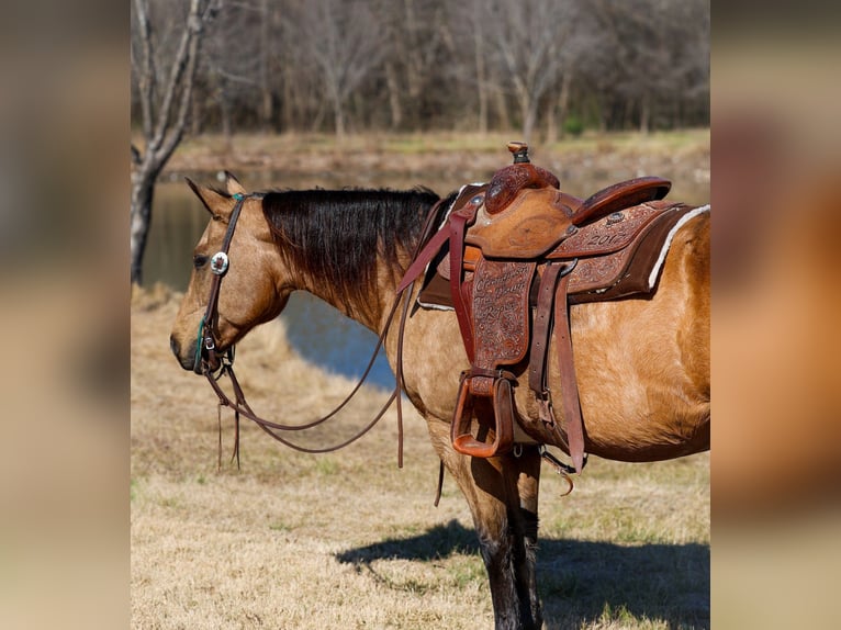 American Quarter Horse Klacz 13 lat 150 cm Jelenia in Forney, TX