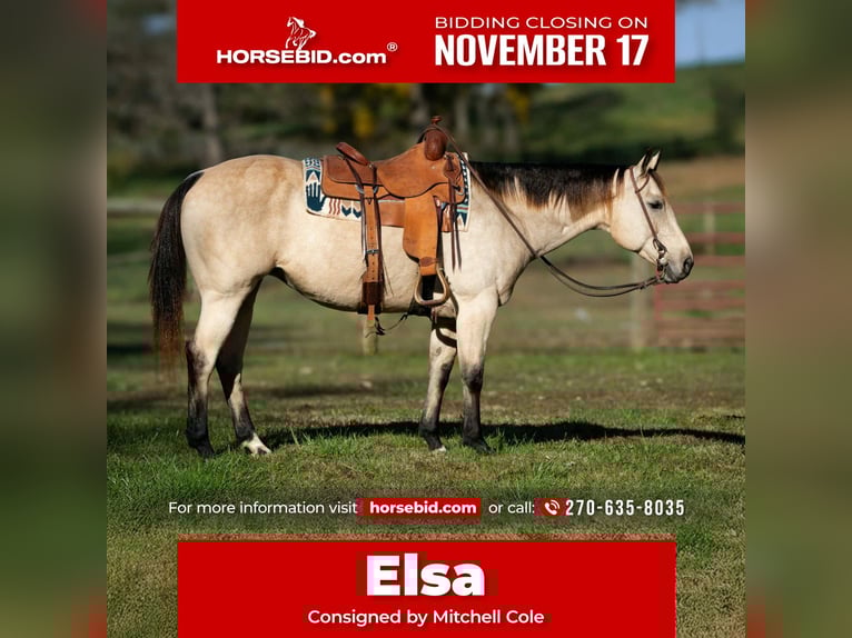 American Quarter Horse Klacz 13 lat 150 cm Jelenia in Madisonville