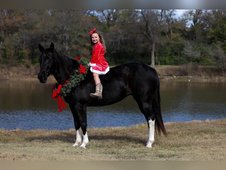 American Quarter Horse Klacz 13 lat 150 cm Kara in Forney