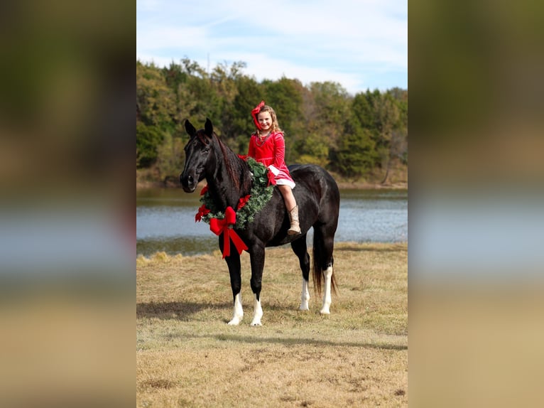 American Quarter Horse Klacz 13 lat 150 cm Kara in Forney
