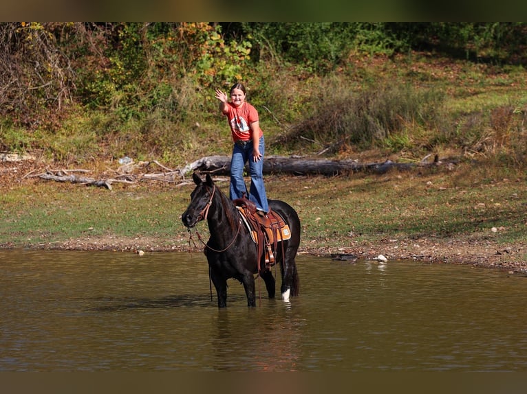 American Quarter Horse Klacz 13 lat 150 cm Kara in Forney