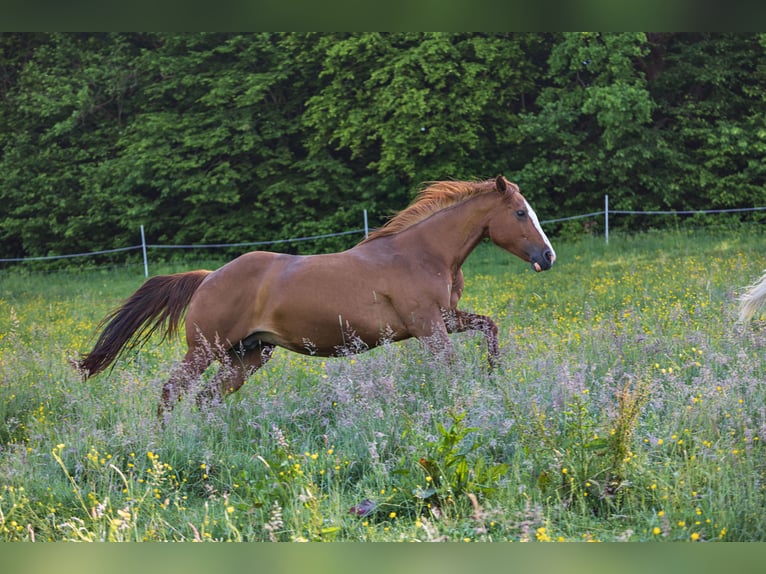 American Quarter Horse Klacz 13 lat 150 cm Kasztanowata in Dietenheim