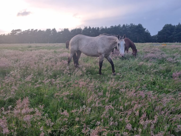 American Quarter Horse Klacz 13 lat 151 cm Jelenia in Dickel