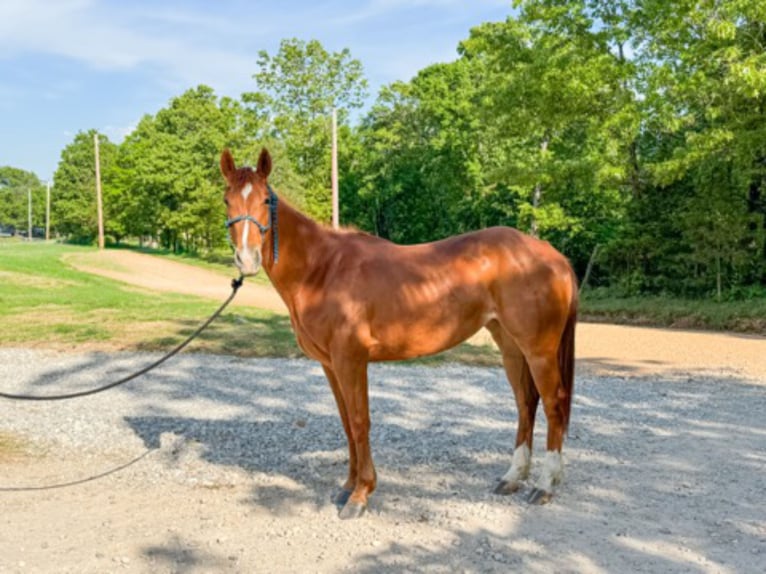 American Quarter Horse Klacz 13 lat 152 cm Cisawa in Paris