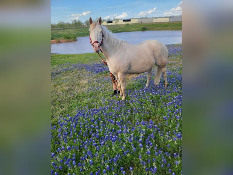 American Quarter Horse Klacz 13 lat 152 cm Cremello in Granbury