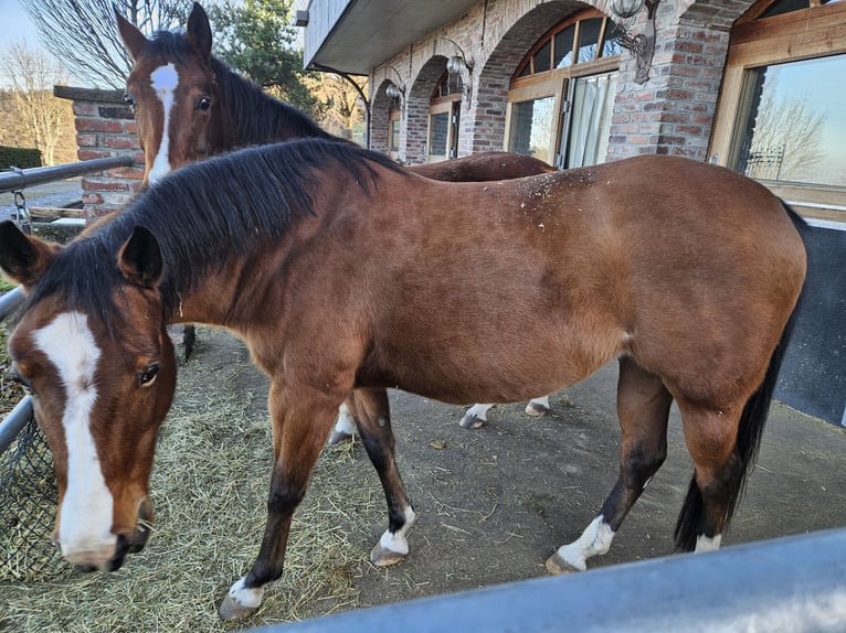 American Quarter Horse Klacz 13 lat 152 cm Gniada in Ebnet