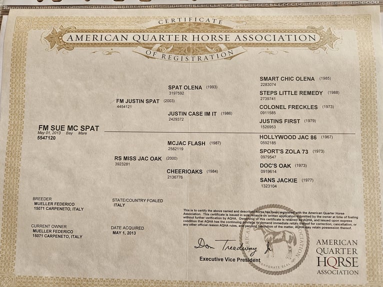 American Quarter Horse Klacz 13 lat 152 cm Gniada in Ebnet