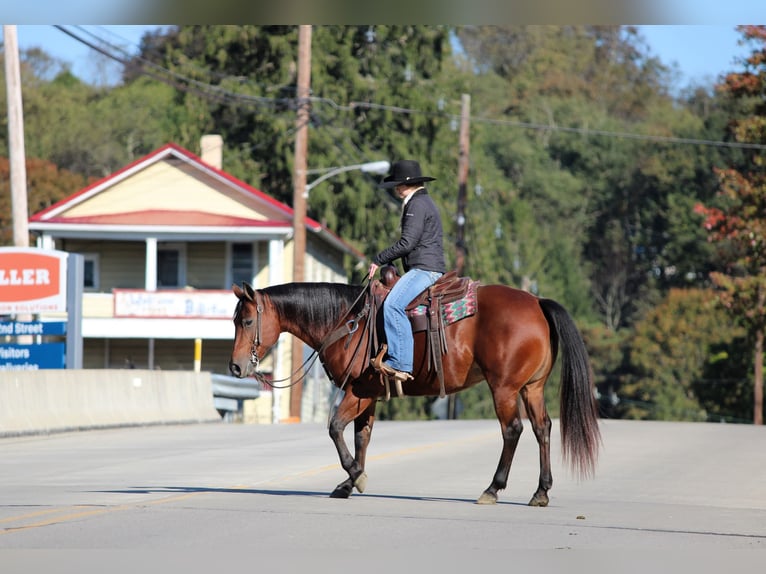 American Quarter Horse Klacz 13 lat 152 cm Gniada in Clarion