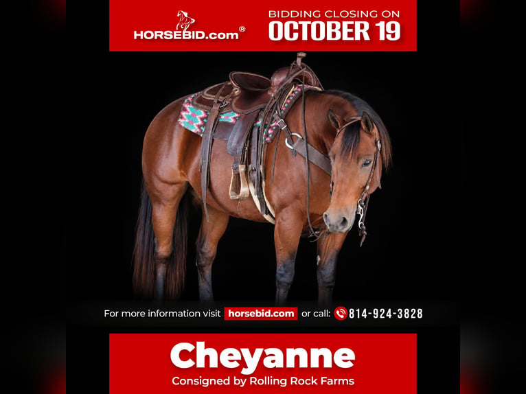 American Quarter Horse Klacz 13 lat 152 cm Gniada in Clarion