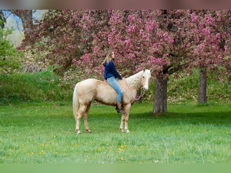American Quarter Horse Klacz 13 lat 152 cm Izabelowata in Fort Collins Co