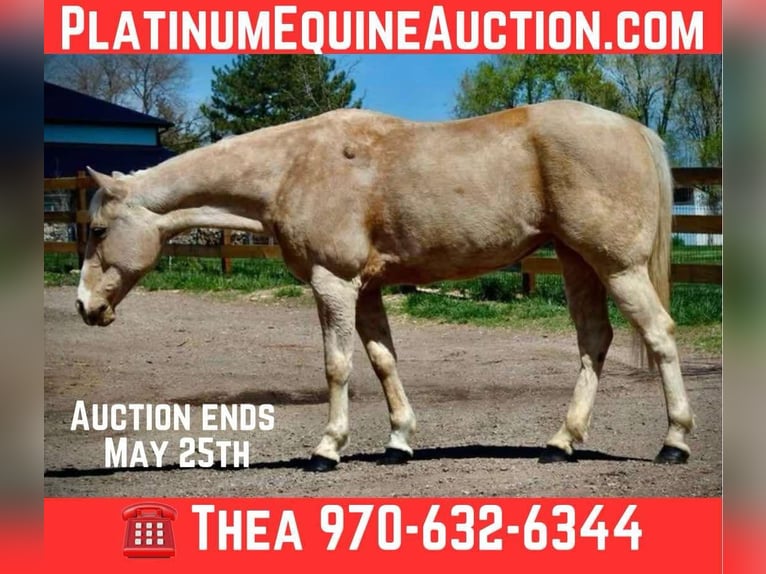 American Quarter Horse Klacz 13 lat 152 cm Izabelowata in Fort Collins Co