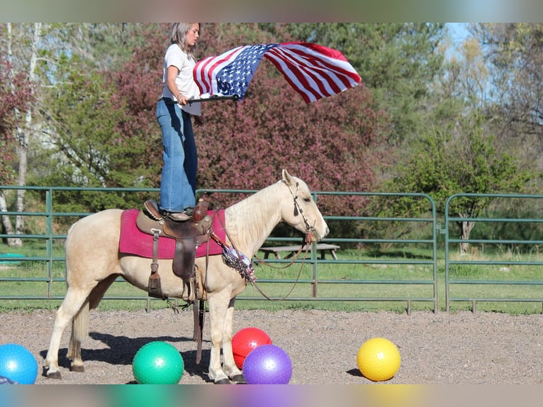 American Quarter Horse Klacz 13 lat 152 cm Izabelowata in Fort Collins Co