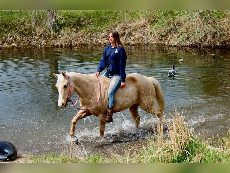 American Quarter Horse Klacz 13 lat 152 cm Izabelowata in Fort Collins Co