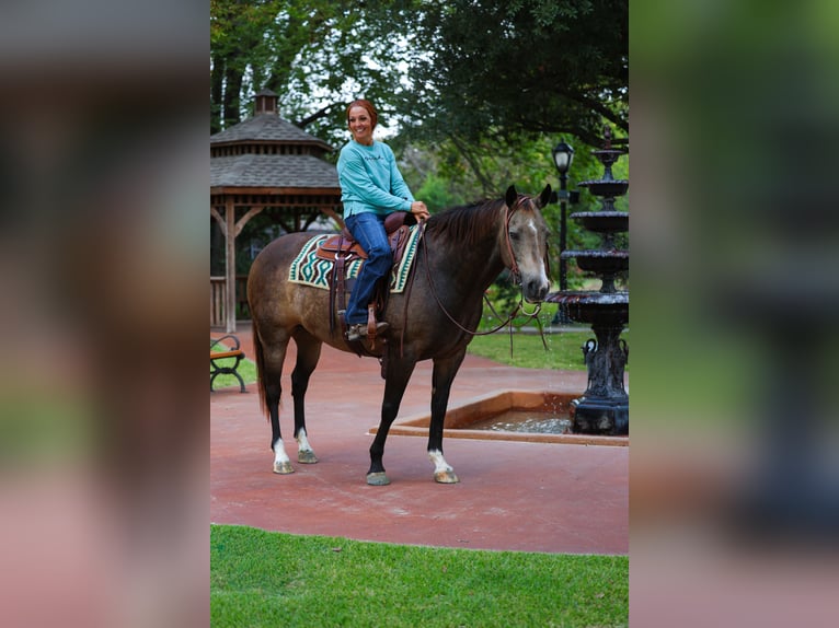 American Quarter Horse Klacz 13 lat 152 cm Jelenia in Forney