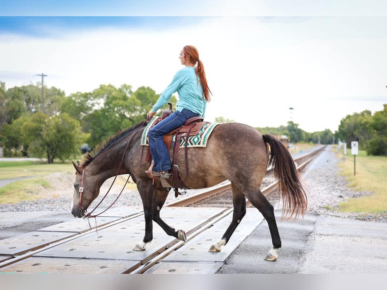 American Quarter Horse Klacz 13 lat 152 cm Jelenia in Forney